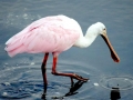 Roseate Spoonbill