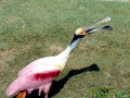Roseate Spoonbill