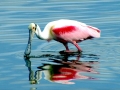 Roseate Spoonbill