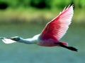 Roseate Spoonbill