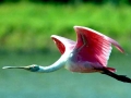 Roseate Spoonbill
