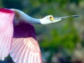 Roseate Spoonbill