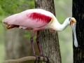 Roseate Spoonbill