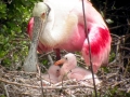 Roseate Spoonbill