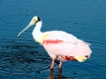 Roseate Spoonbill
