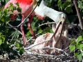 Roseate Spoonbill