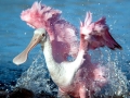 Roseate Spoonbill