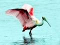 Roseate Spoonbill