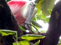 Roseate Spoonbill
