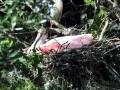 Roseate Spoonbill
