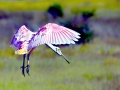 Roseate Spoonbill