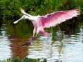 Roseate Spoonbill