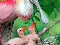Roseate Spoonbill