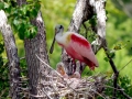 Roseate Spoonbill