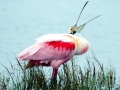 Roseate Spoonbill