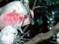 Roseate Spoonbill