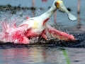 Roseate Spoonbill
