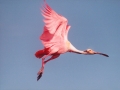 Roseate Spoonbill