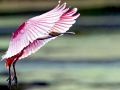 Roseate Spoonbill