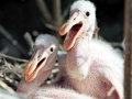 Roseate Spoonbill