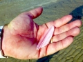 Roseate Spoonbill