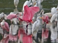 Roseate Spoonbill