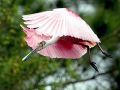 Roseate Spoonbill