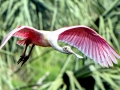 Roseate Spoonbill