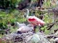 Roseate Spoonbill