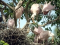 Roseate Spoonbill