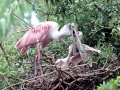 Roseate Spoonbill
