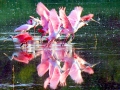Roseate Spoonbill