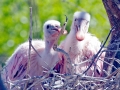 Roseate Spoonbill