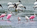 Roseate Spoonbill