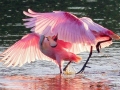 Roseate Spoonbill