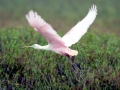 Roseate Spoonbill