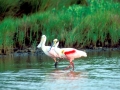 Roseate Spoonbill