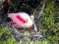 Roseate Spoonbill