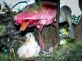Roseate Spoonbill
