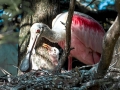 Roseate Spoonbill
