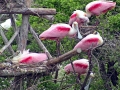 Roseate Spoonbill