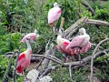 Roseate Spoonbill