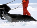 Ross Seal