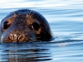 Ross Seal