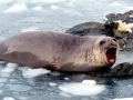 Ross Seal