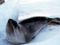 Ross Seal
