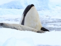 Ross Seal