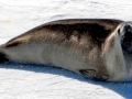 Ross Seal