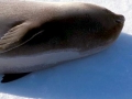 Ross Seal