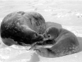 Ross Seal